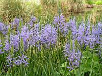 Camassia leichtlinii Caerulea (fam. Hyacinthacees) (2) (Photo F. Mrugala)